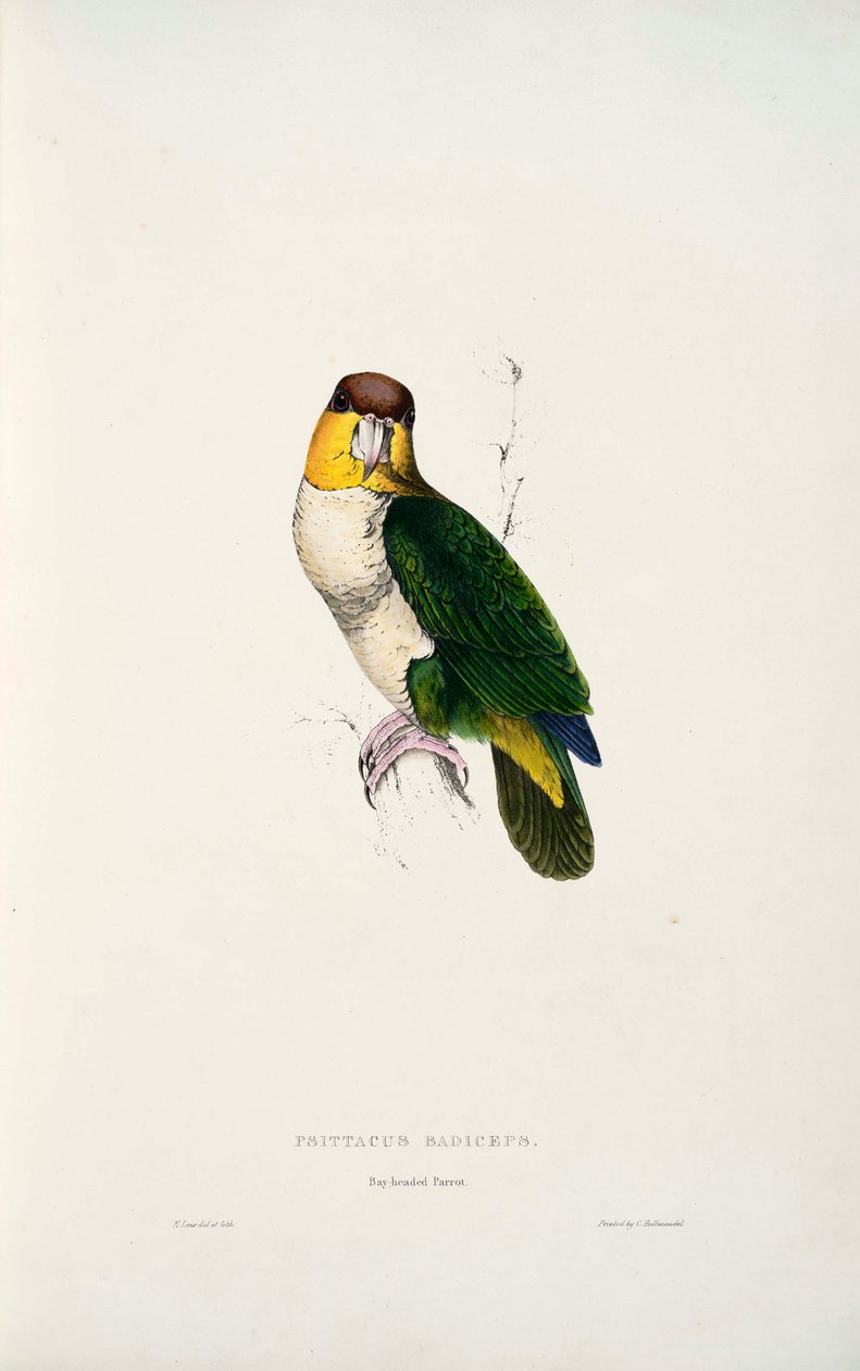 Pionites leucogaster da Edward Lear