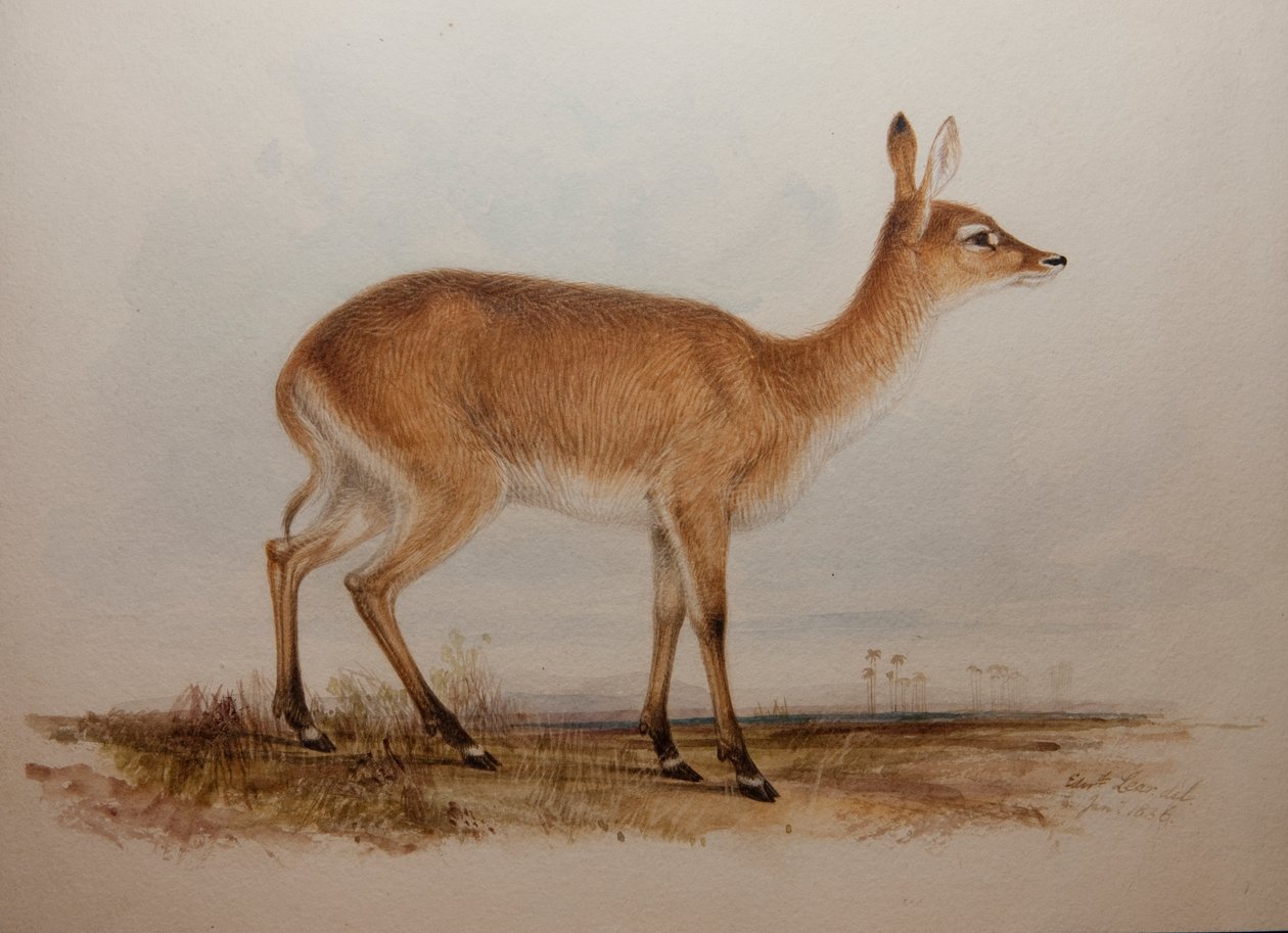 Red Lechwe, 1836 da Edward Lear