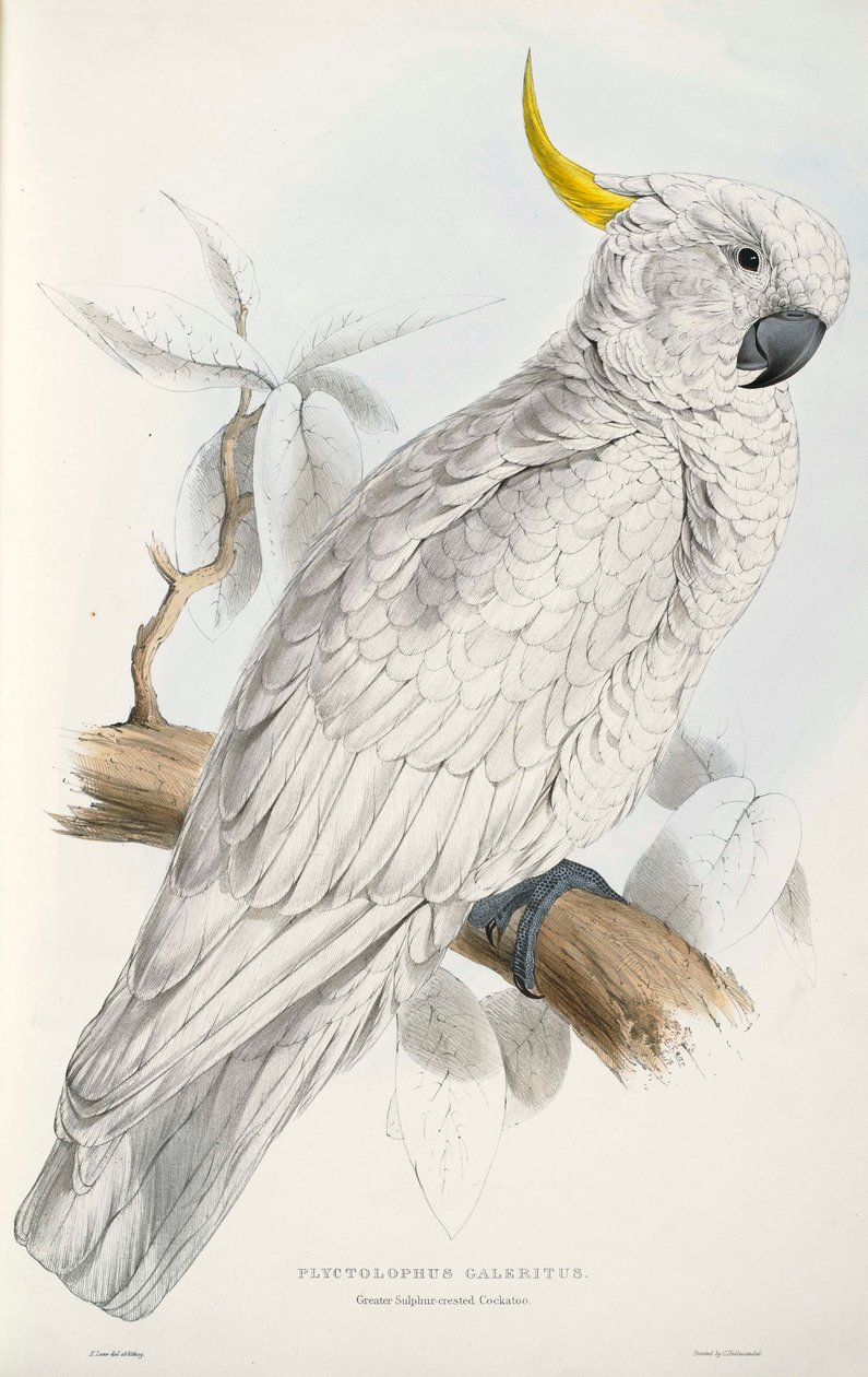 Cacatua dalle creste zolfo da Edward Lear