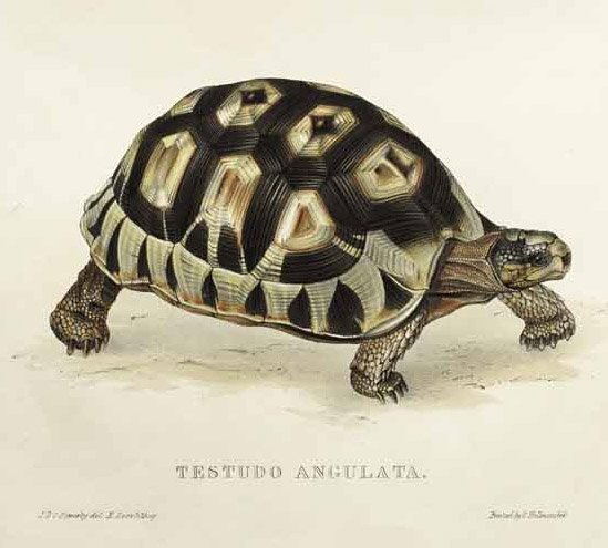 Testudo angulata da Edward Lear