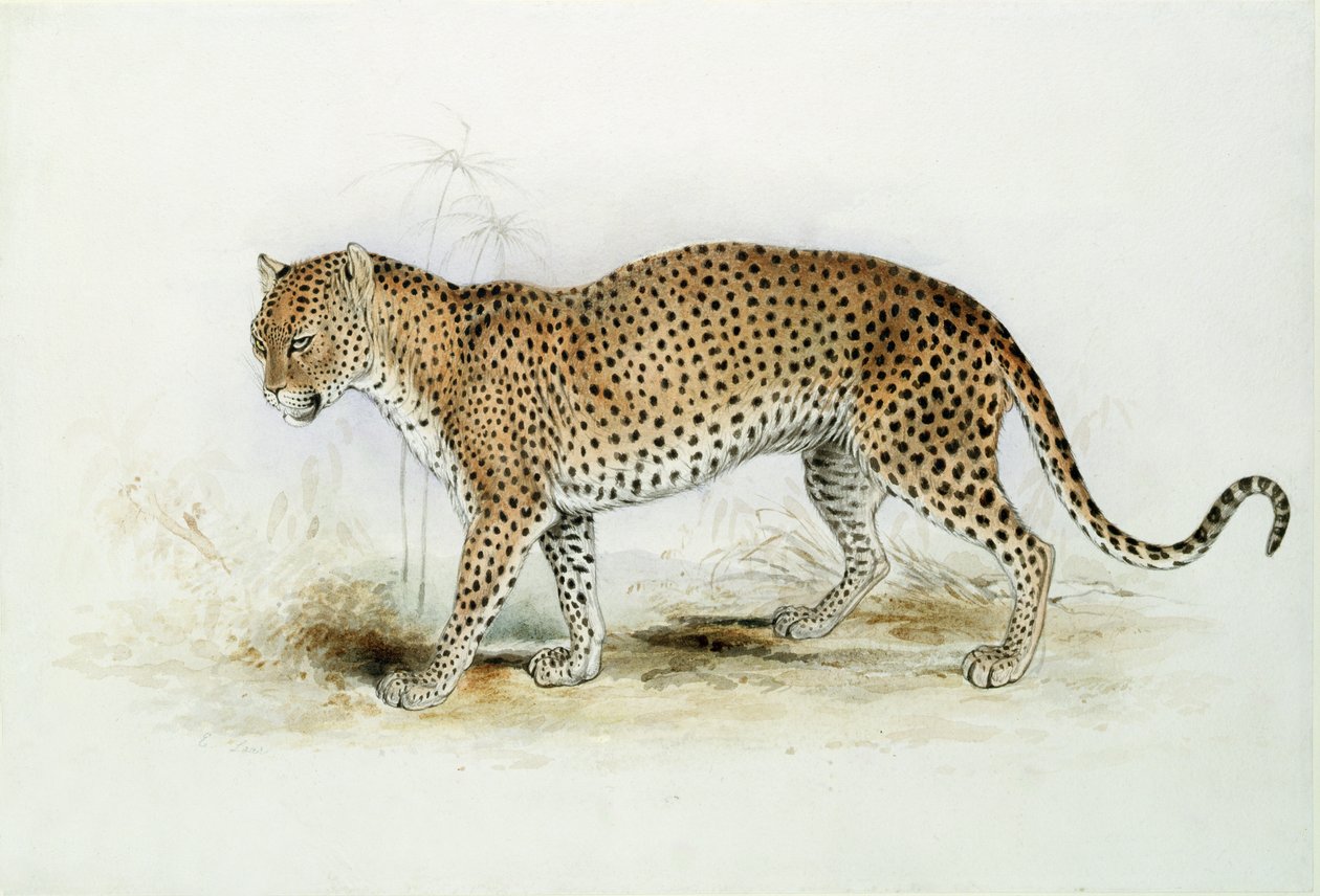 Il Leopardo da Edward Lear