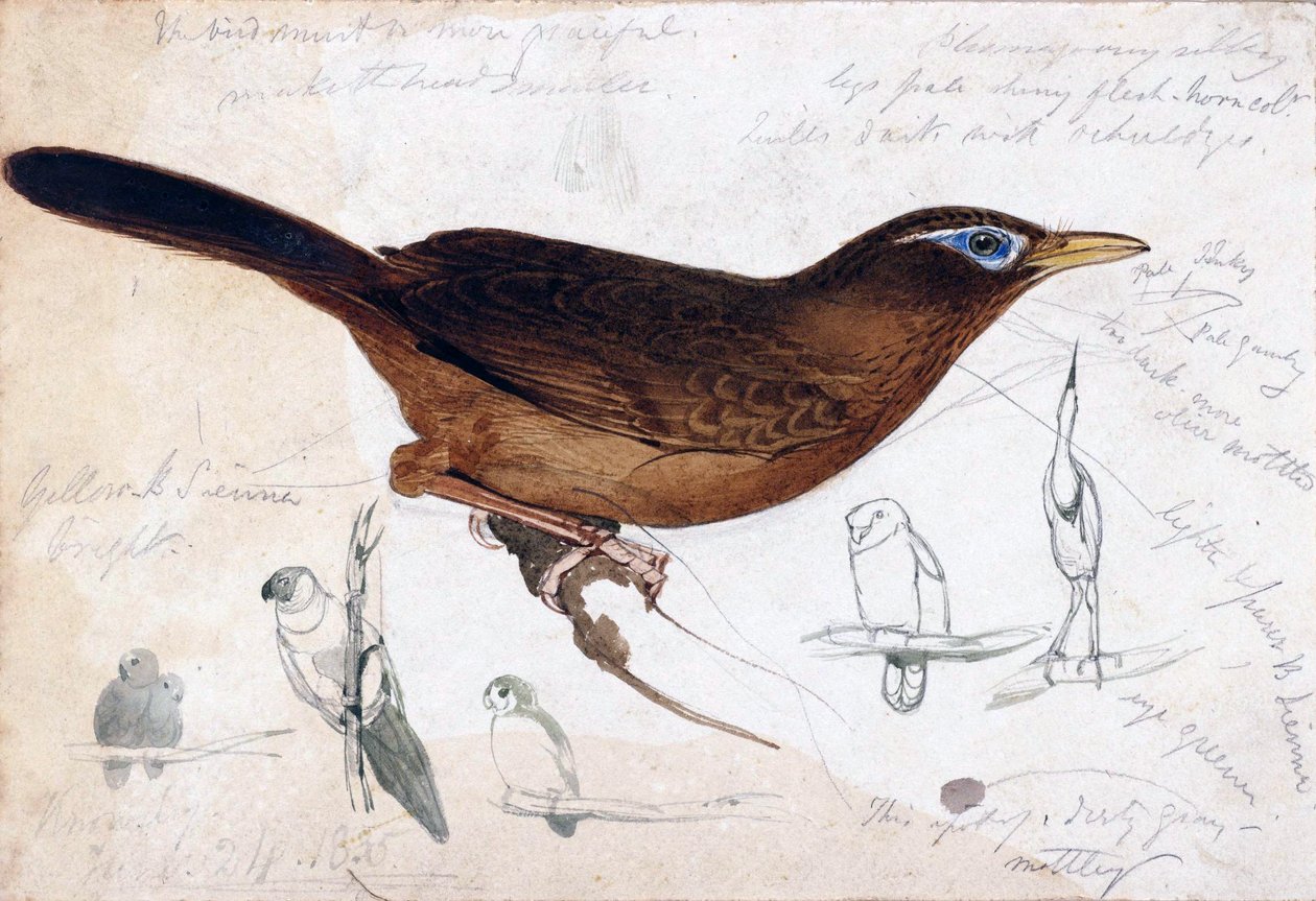 Uccello marrone da Edward Lear