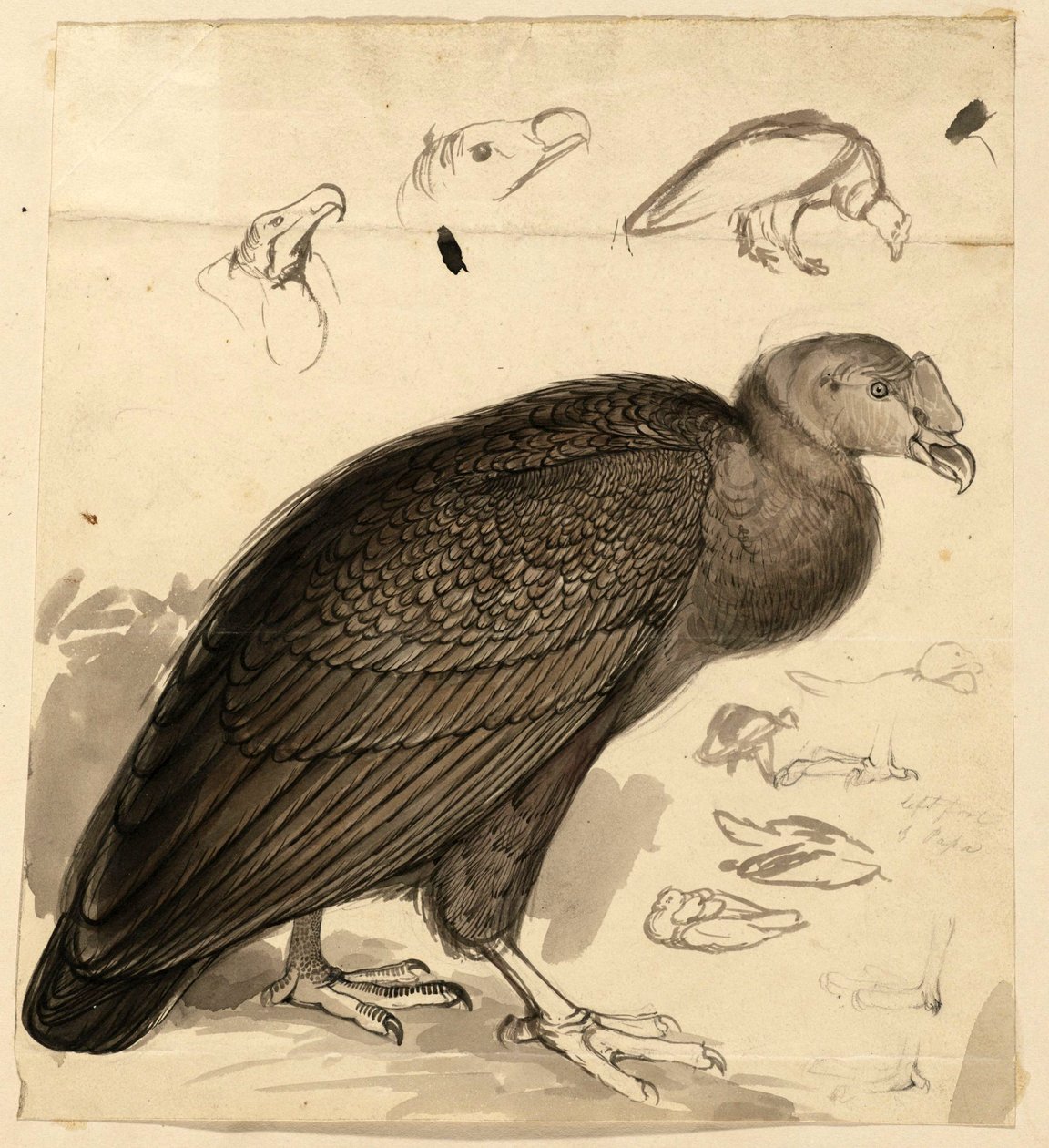 Condor da Edward Lear