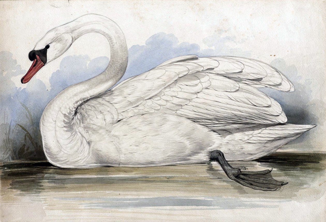 Cigno da Edward Lear