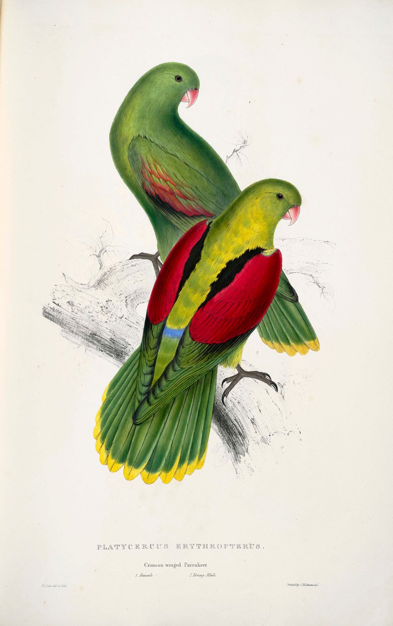 Due pappagalli dalle ali rosse da Edward Lear