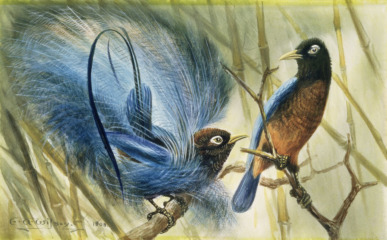 Uccello azzurro del paradiso, 1909 da Edward Adrian Wilson