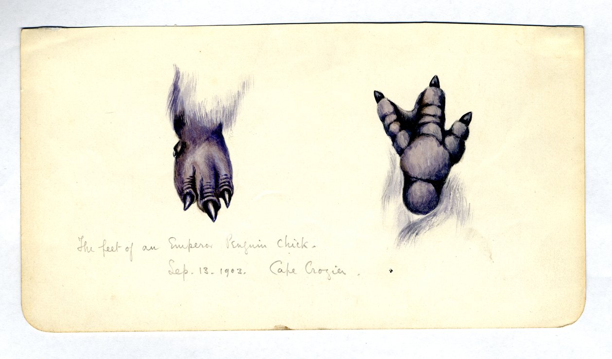 Due studi del piede di un pulcino di pinguino imperatore, 1901-04 da Edward Adrian Wilson