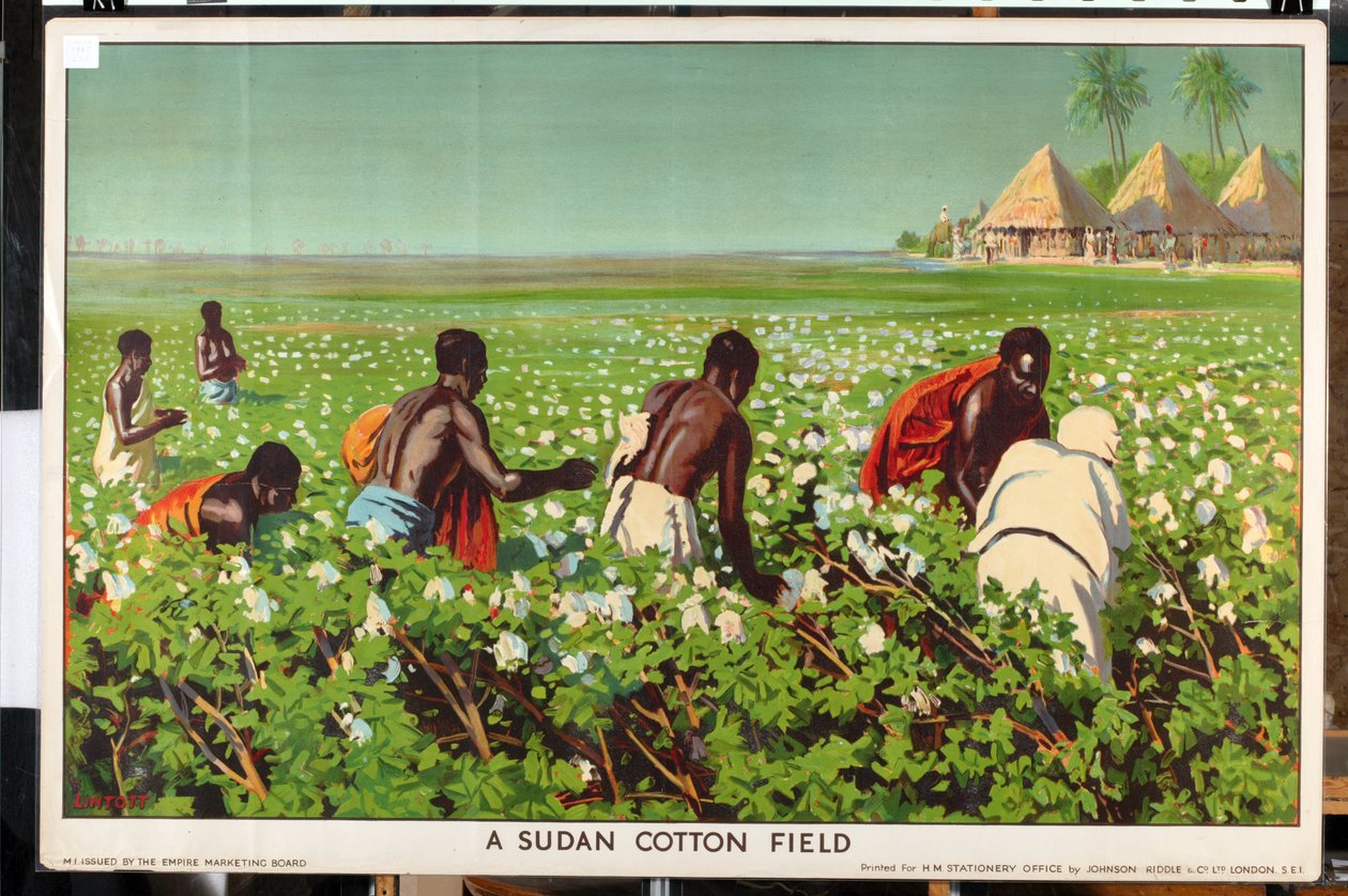 Un campo di cotone in Sudan, dalla serie 