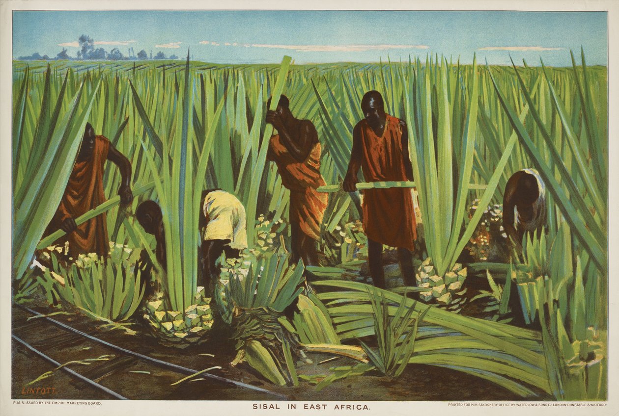 Sisal in Africa orientale, dalla serie 