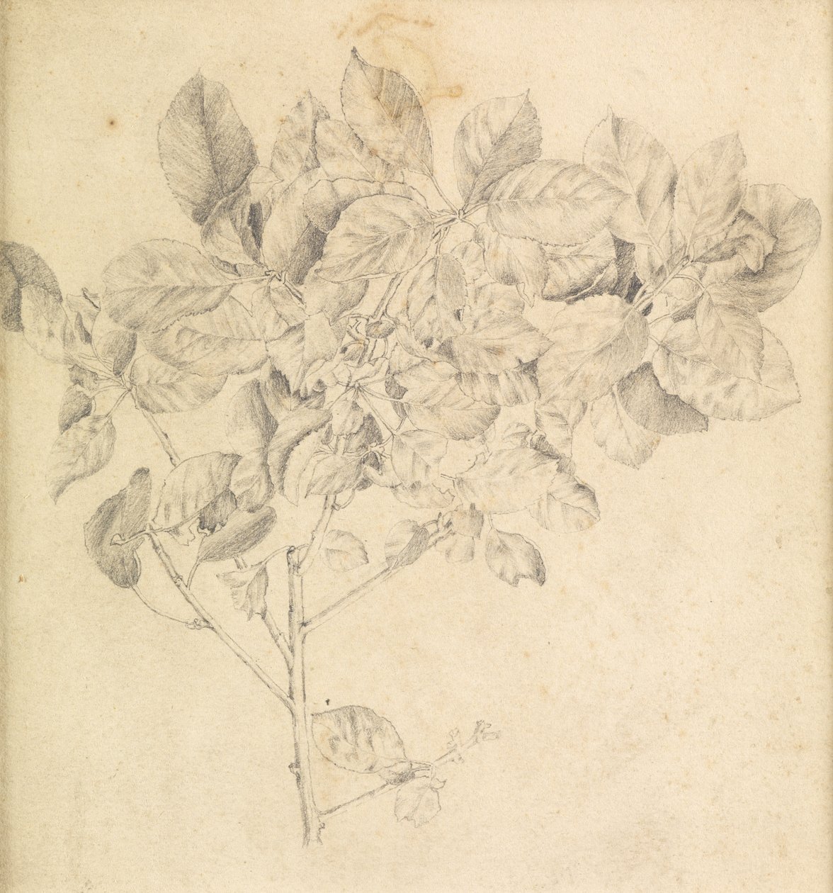 Studio per frutteto di mele da Edward Burne-Jones