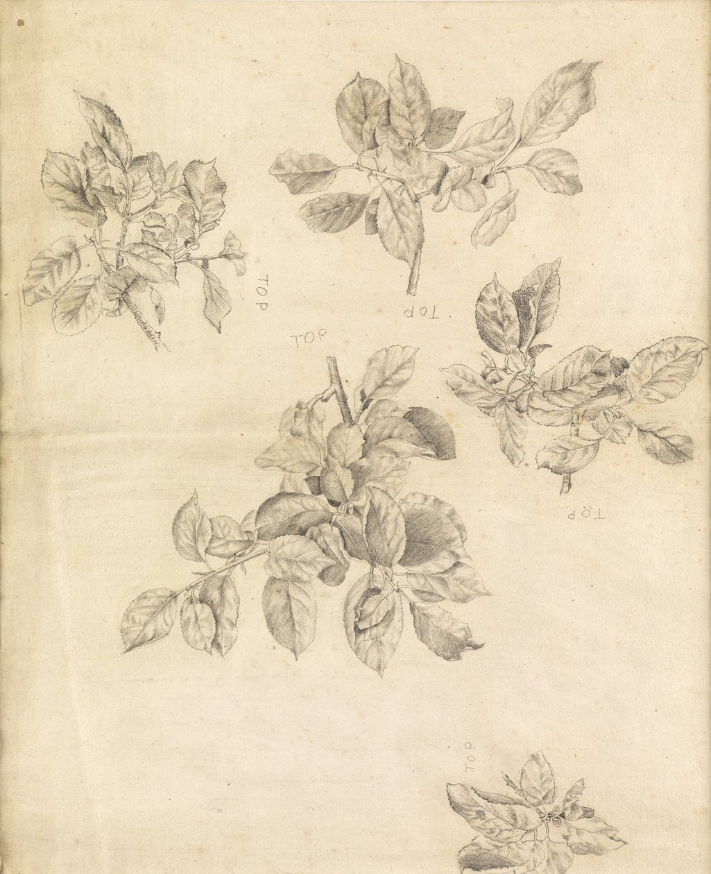 Studio di mele, possibilmente per lo sfondo di "Arthur in Avalon" da Edward Burne Jones