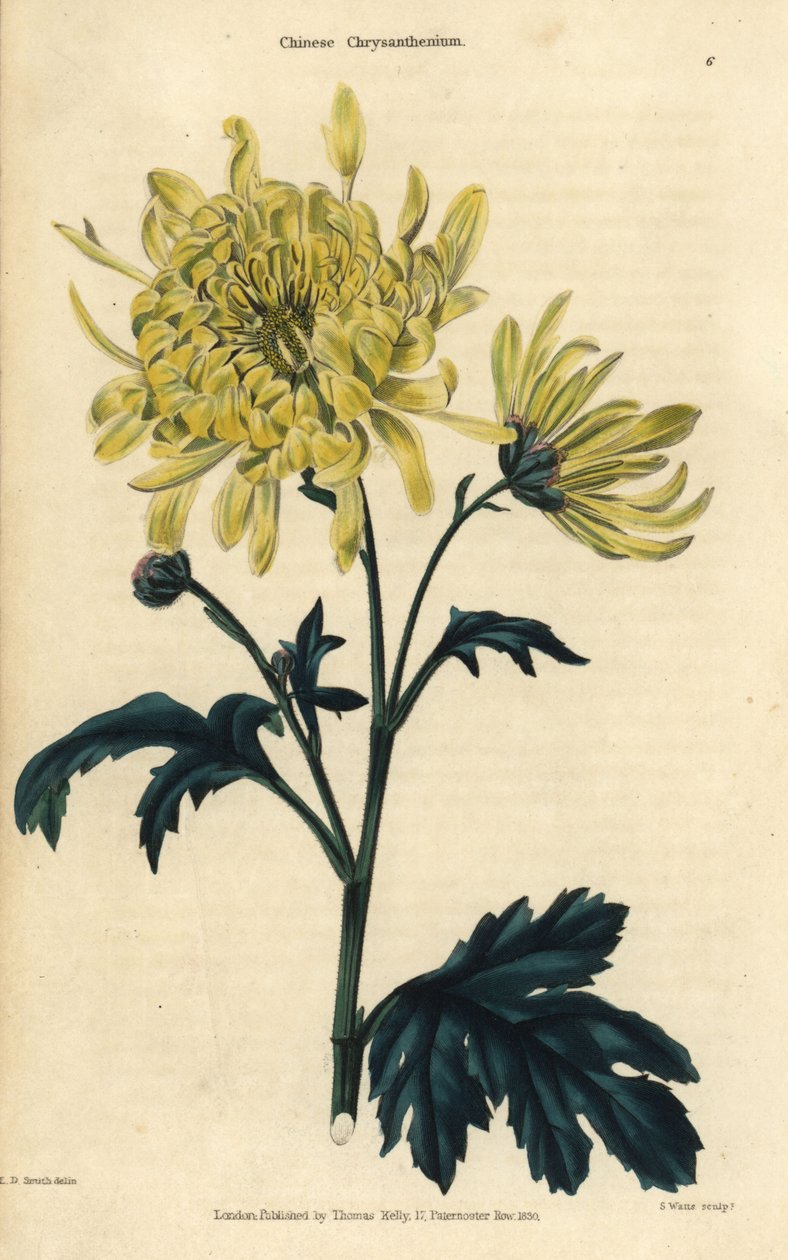 Crisantemo cinese a fiore giallo da Edward Dalton Smith