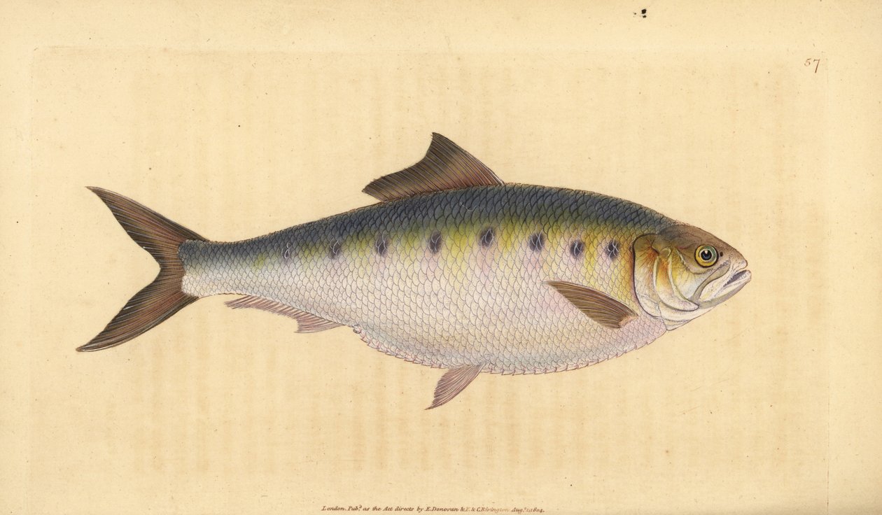 Alosa alosa (Clupea alosa). Incisione a mano colorata disegnata e incisa da Edward Donovan dal suo "Natural History of British Fishes", Donovan e F.C. e J. Rivington, Londra da Edward Donovan