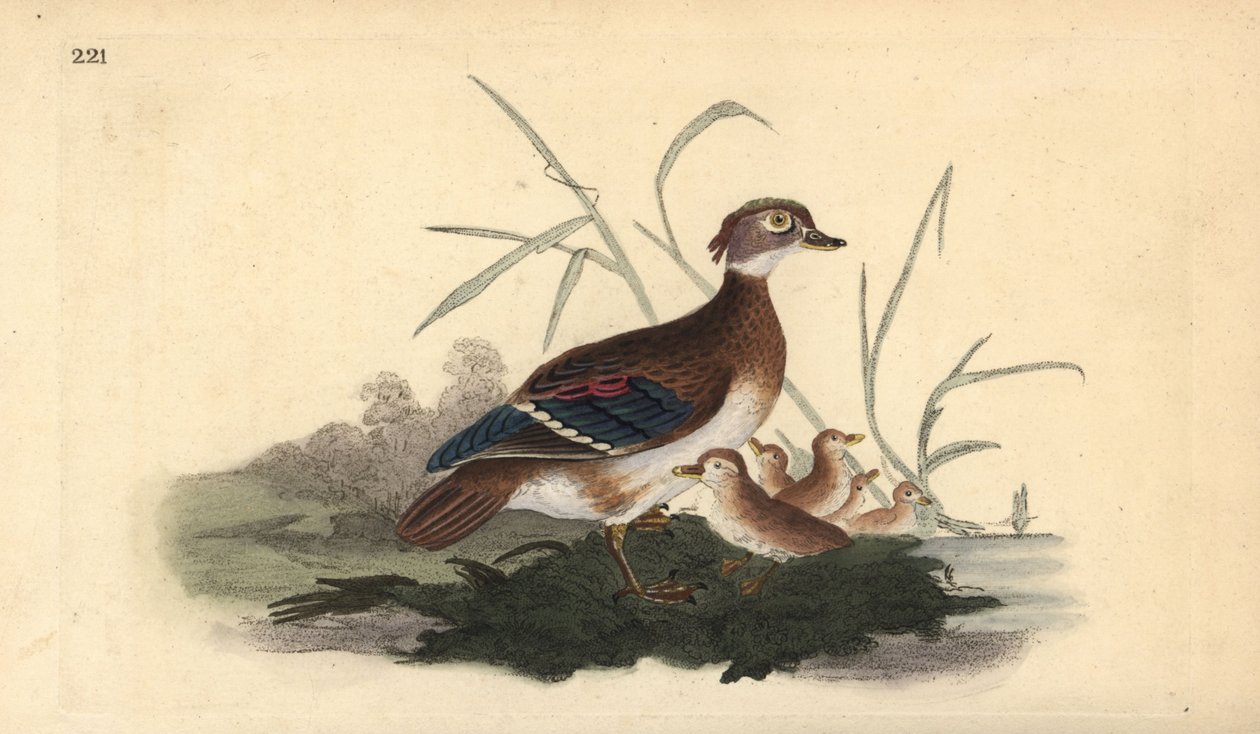 Anatra del legno americana (femmina e giovane). Incisione a mano colorata a rame disegnata e incisa da Edward Donovan dal suo Natural History of British Birds, Londra da Edward Donovan