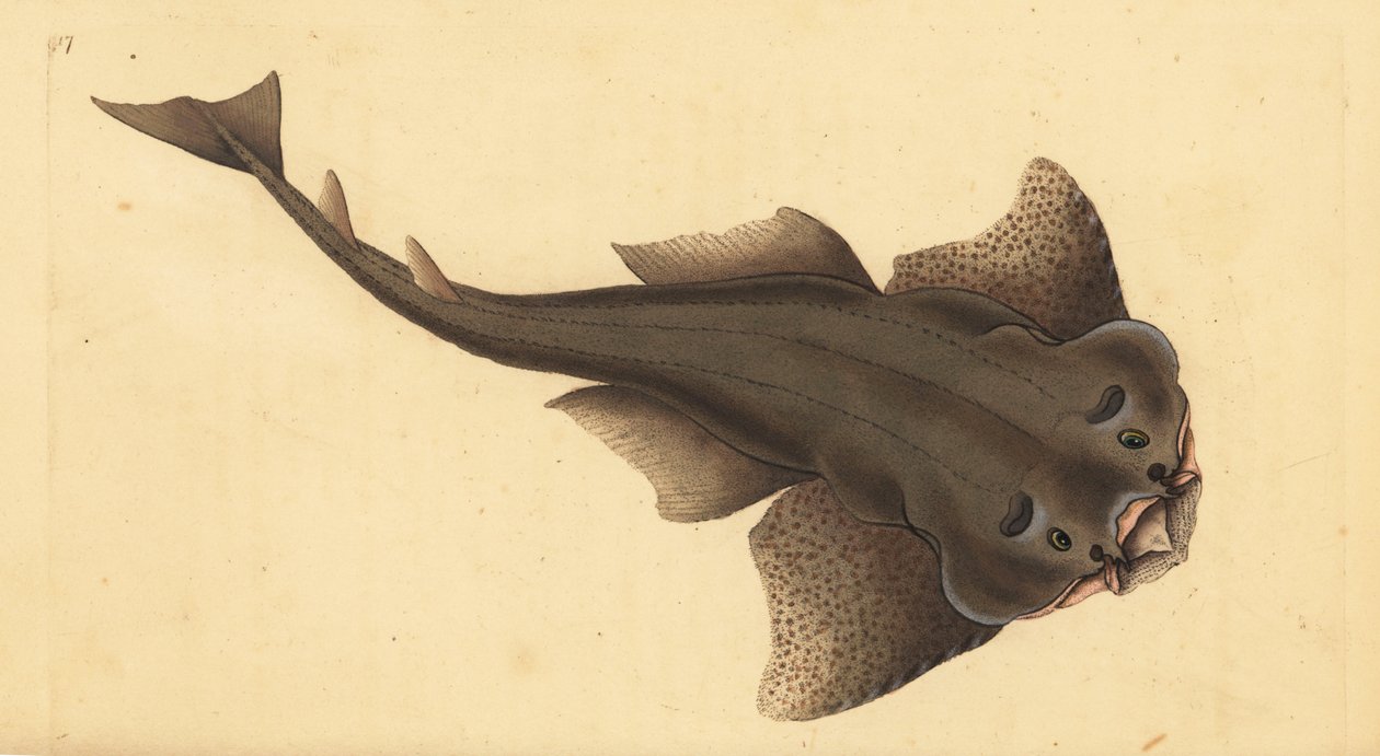 Squadro angelo, Squatina squatina. Criticamente in pericolo. Incisione a mano colorata disegnata e incisa da Edward Donovan dal suo 