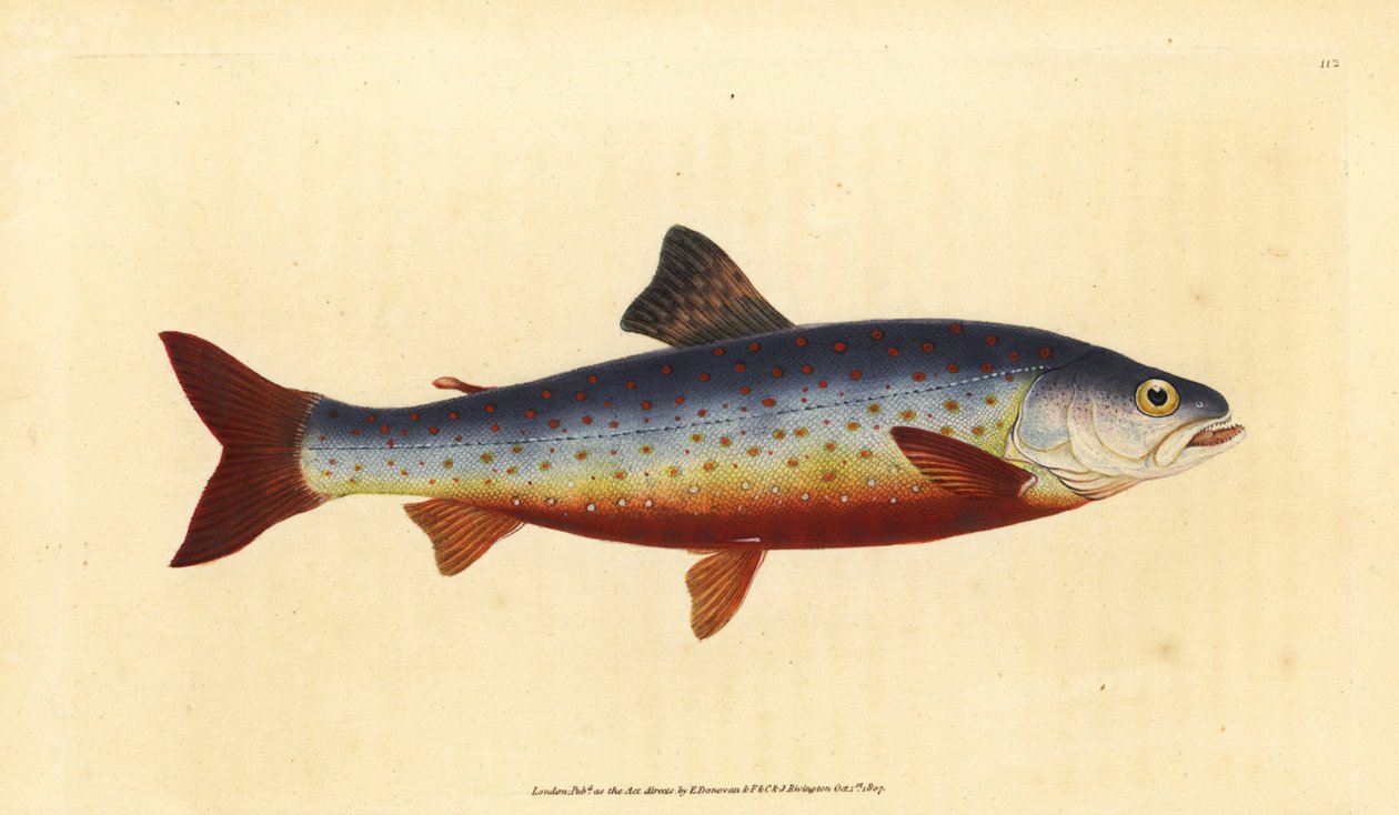 Salmerino artico, Salvelinus alpinus alpinus da Edward Donovan