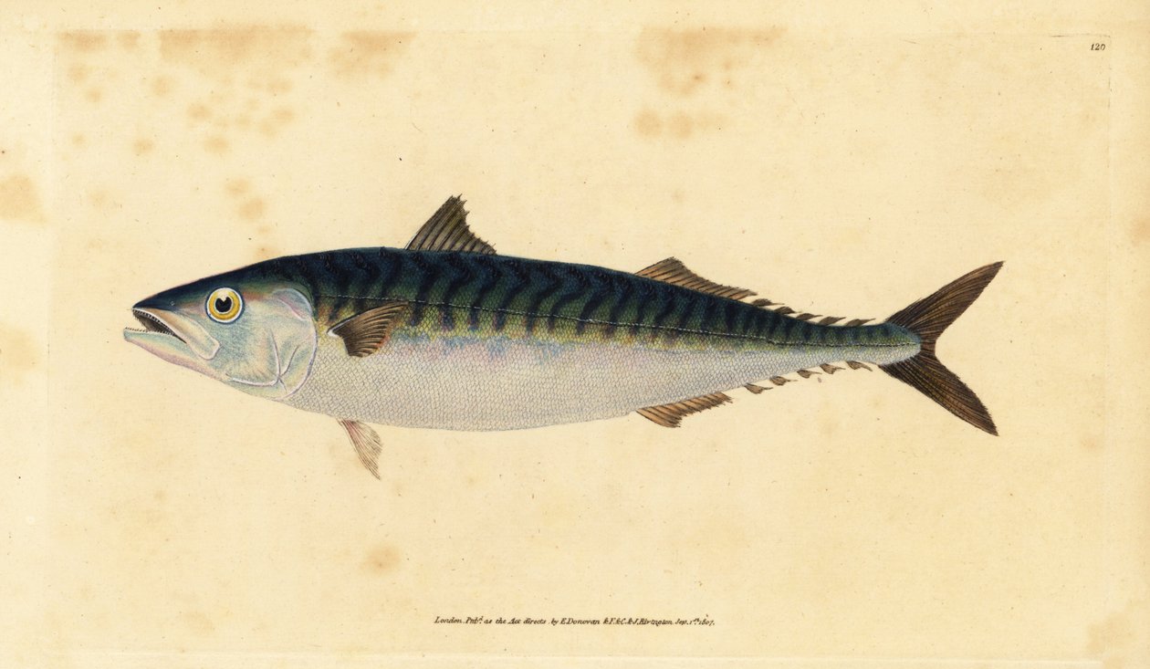 Sgombro atlantico, Scomber scombrus da Edward Donovan