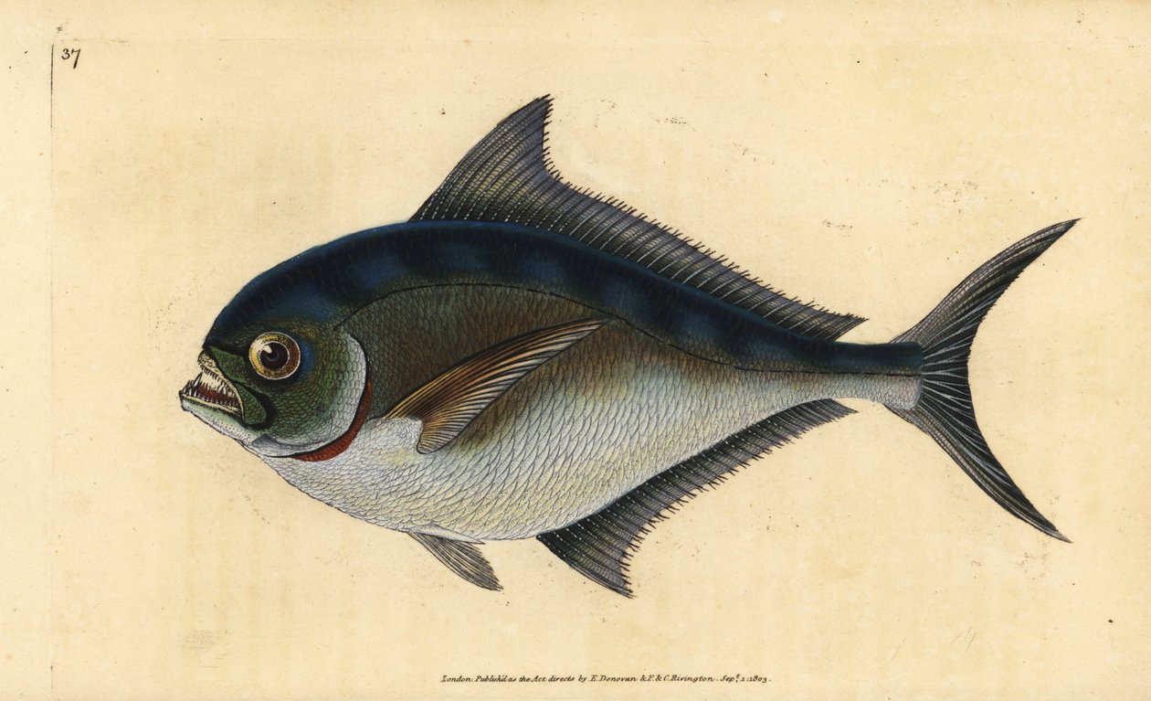Brama atlantica, Brama brama da Edward Donovan