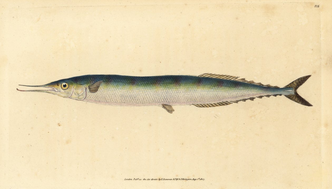 Sauri atlantico, Scomberesox saurus saurus da Edward Donovan