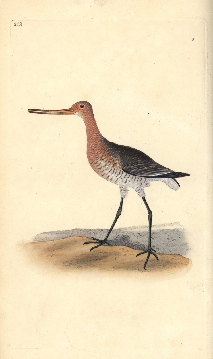 Pivieressa (femmina) da Edward Donovan