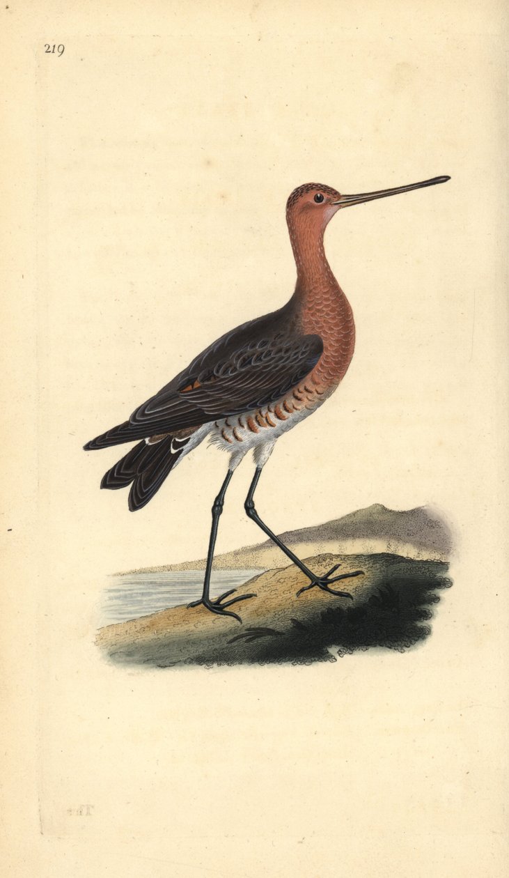 Pivieressa (maschio), Limosa lapponica da Edward Donovan