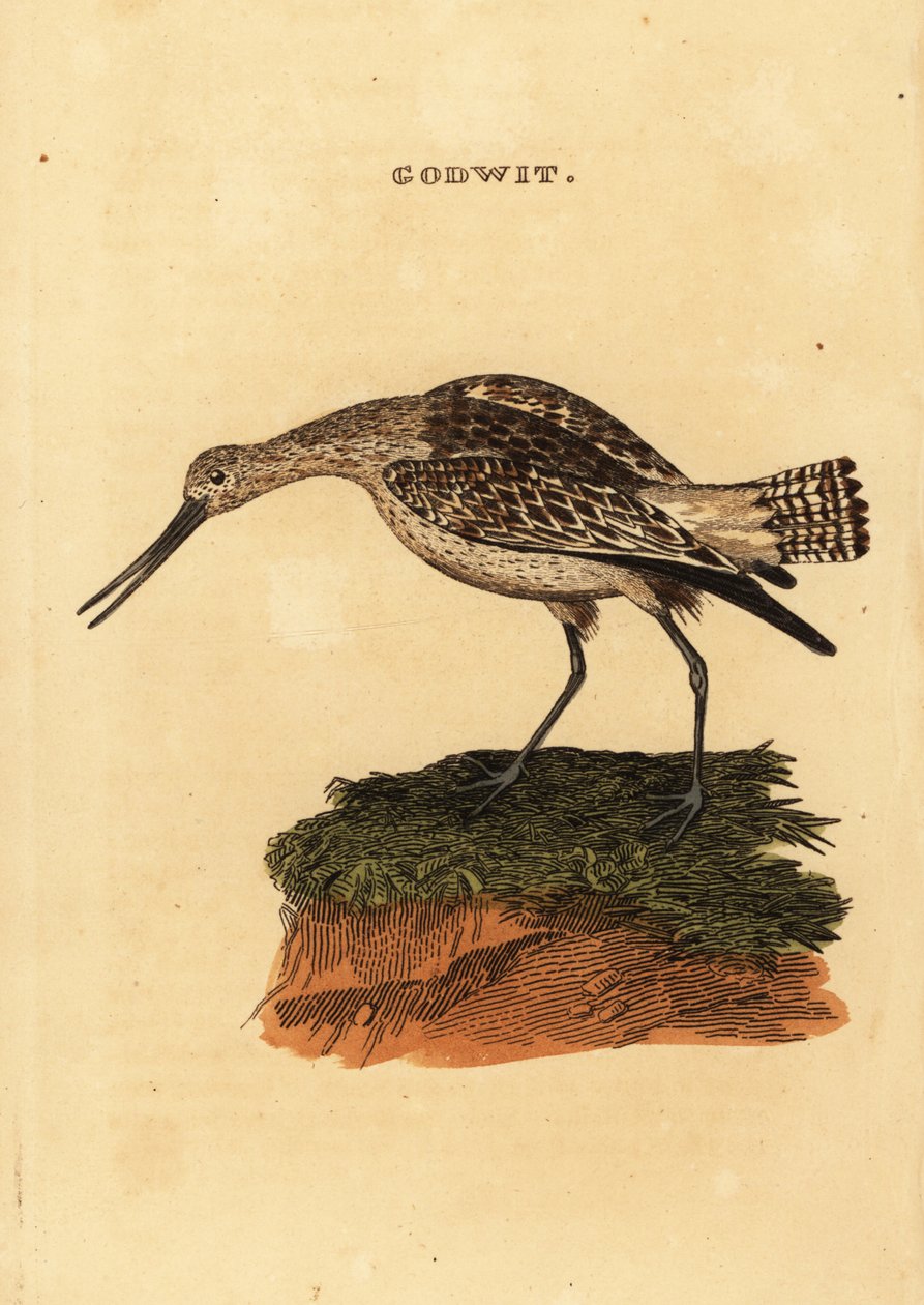 Pivieressa, Limosa lapponica da Edward Donovan