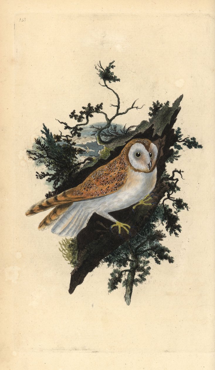 Barbagianni, Tyto alba da Edward Donovan