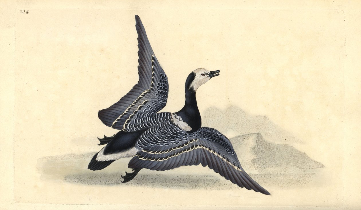 Oca facciabianca, Branta leucopsis da Edward Donovan