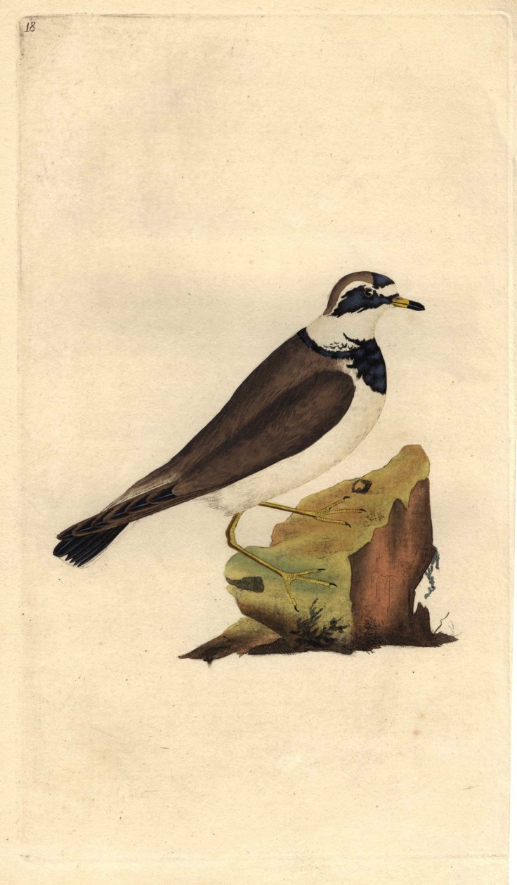 Charadrius hiaticula. Incisione su rame di Edward Donovan (1768-1837), pubblicata in Histoire naturelle des oiseaux britanniques, Londra da Edward Donovan