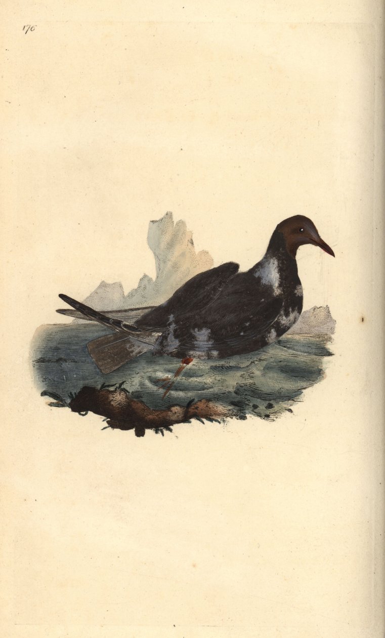 Gabbiano comune, Chroicocephalus ridibundus, in piumaggio estivo con testa marrone da Edward Donovan
