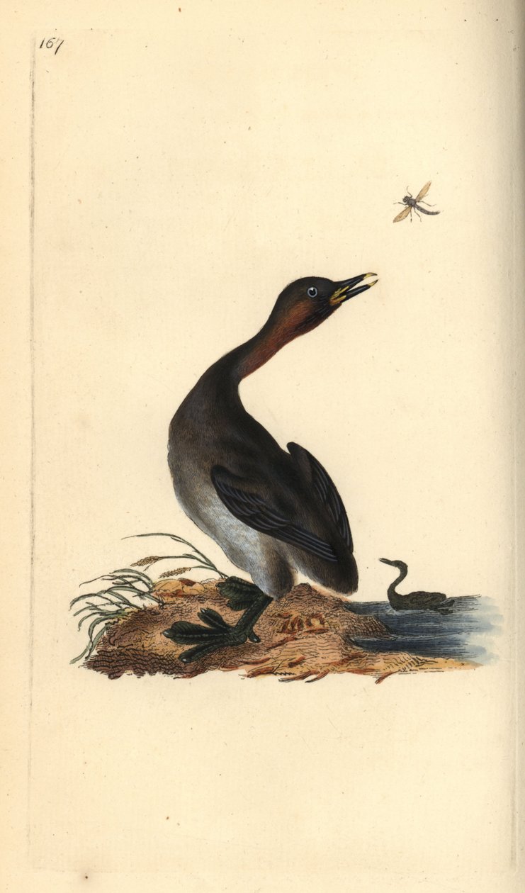 Svasso piccolo, Podiceps hebridicus da Edward Donovan