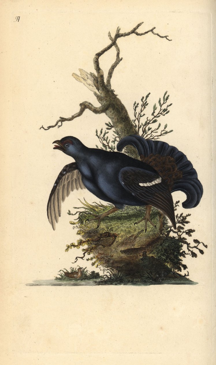 Fagiano di monte, Tetrao tetrix. Incisione a mano colorata disegnata e incisa da Edward Donovan dal suo 