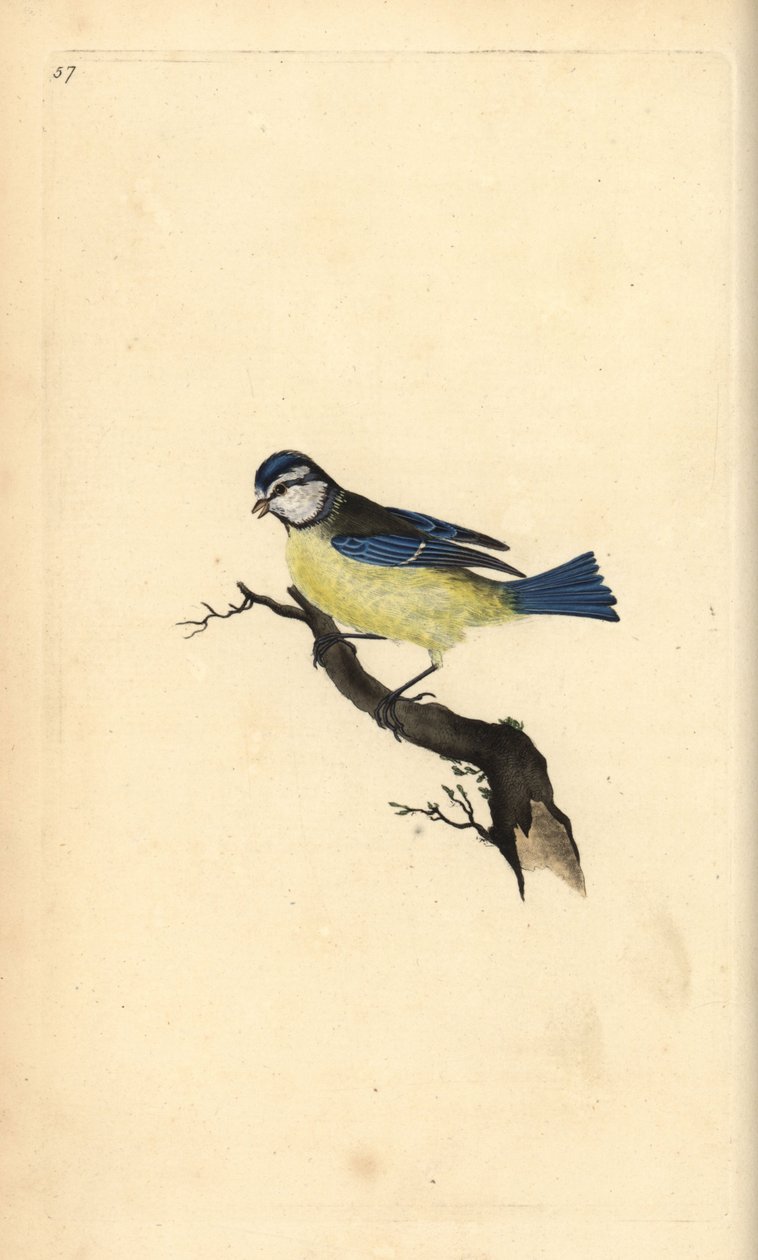 Cinciarella, Cyanistes caeruleus. Incisione colorata a mano tratta da Edward Donovan dal suo Natural History of British Birds, Londra da Edward Donovan