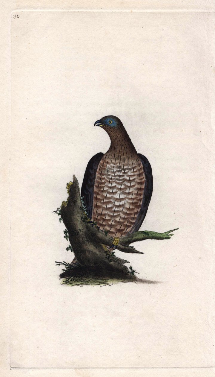Bondree apivora. Pernis apivorus da Edward Donovan