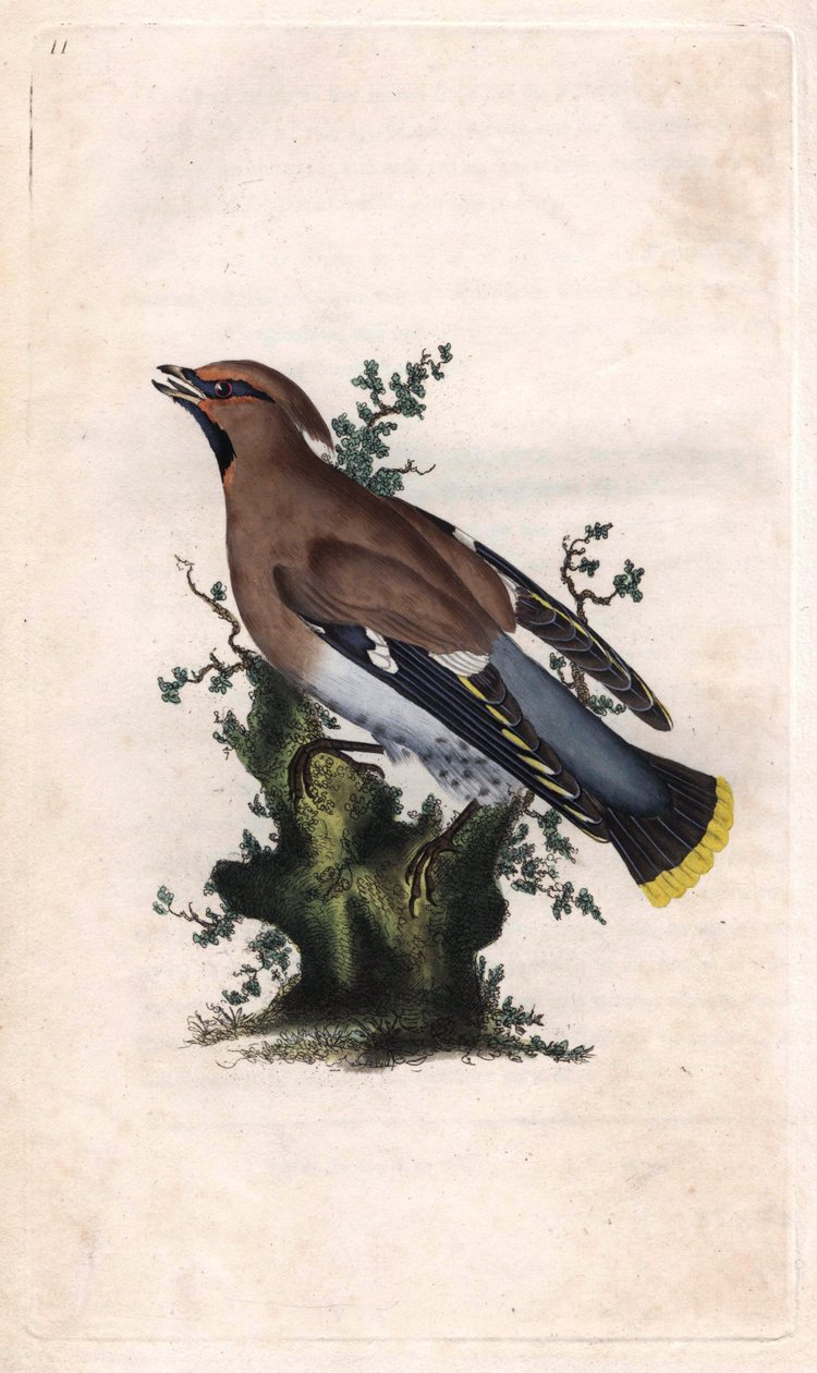 Beccofrusone boreale, Bombycilla garrulus da Edward Donovan