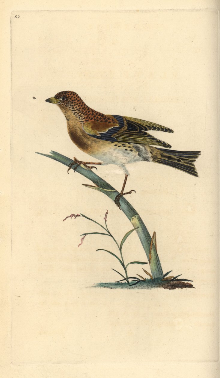 Fringuello alpino, Fringilla montifringilla. Incisione colorata a mano tratta da Edward Donovan dal suo Natural History of British Birds, Londra da Edward Donovan