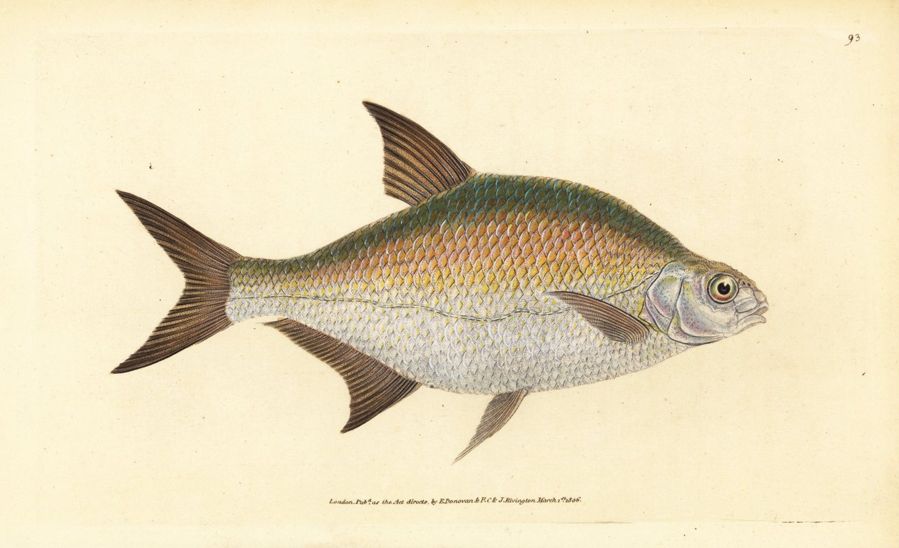 Abramide, Abramis brama (Cyprinus brama). Incisione a mano colorata disegnata e incisa da Edward Donovan dalla sua Storia Naturale dei Pesci Britannici, Donovan e F.C. e J. Rivington, Londra da Edward Donovan