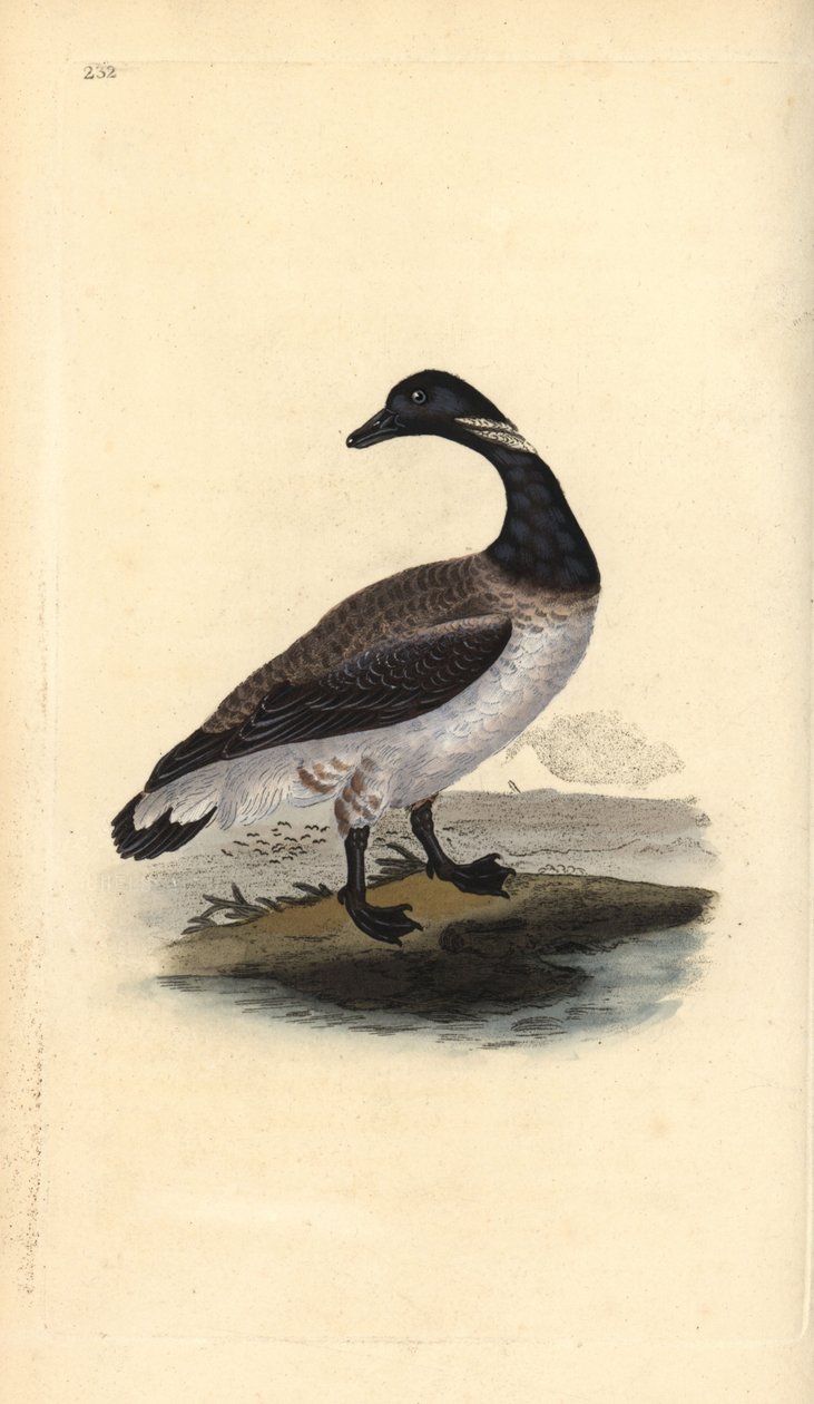 Branta bernicla. Incisione a mano colorata disegnata e incisa da Edward Donovan dal suo "Natural History of British Birds," Londra da Edward Donovan