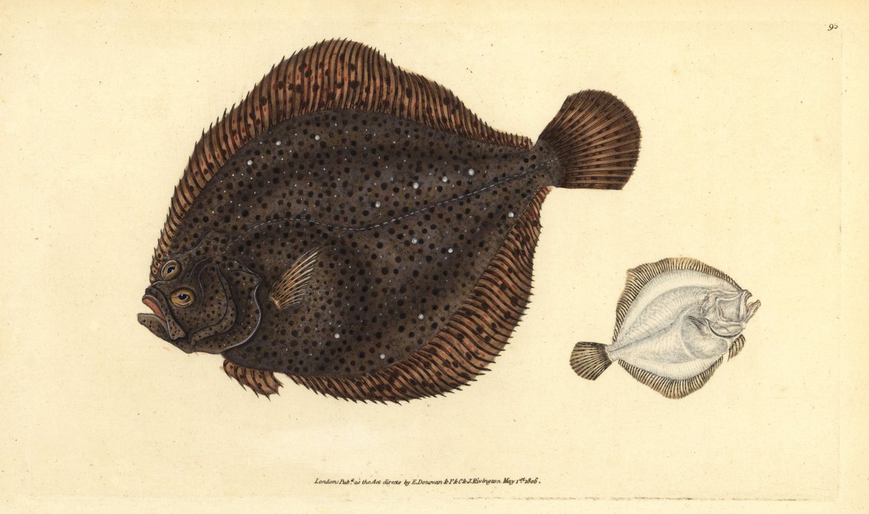 Rombo, Scophthalmus rhombus (Pleuronectes rhombus). Rame inciso e colorato a mano disegnato e inciso da Edward Donovan dalla sua Storia Naturale dei Pesci Britannici, Donovan e F.C. e J. Rivington, Londra da Edward Donovan