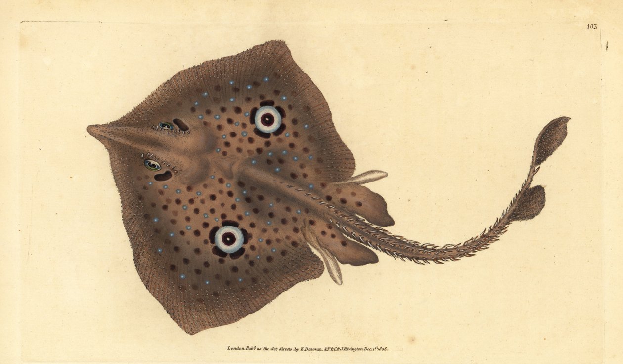 Razza specchio, Raja miraletus da Edward Donovan