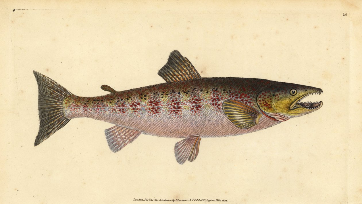 Trota fario, Salmo trutta fario da Edward Donovan