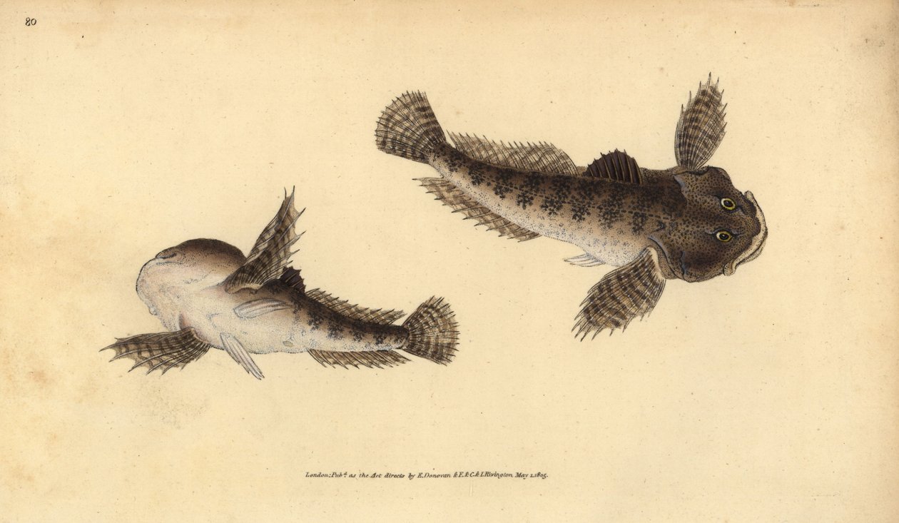 Scazzone, Cottus gobio da Edward Donovan