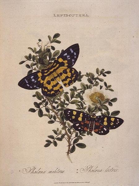 Farfalle: Phalaena Militaris, Phalaena Lectrix, pub. dall
