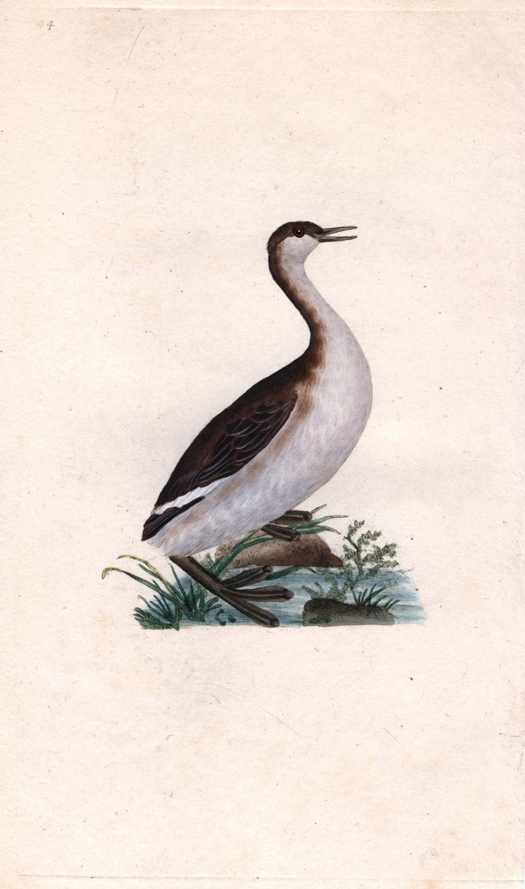 Tuffetto, Tachybaptus ruficollis da Edward Donovan