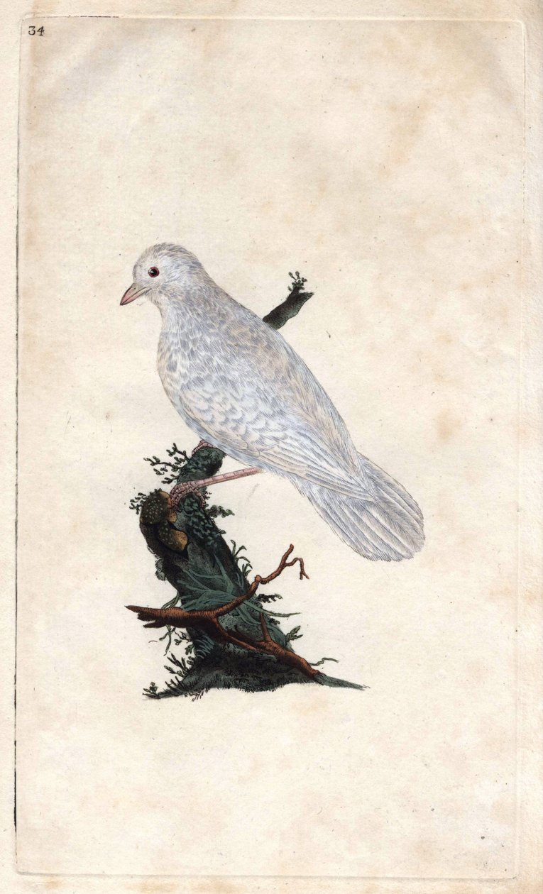 Ghiandaia. Garrulus glandarius. Incisione su rame di Edward Donovan, pubblicata in Histoire naturelle des oiseaux britanniques, Londra da Edward Donovan
