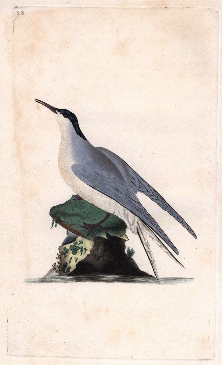 Sterna comune, Sterna hirundo da Edward Donovan