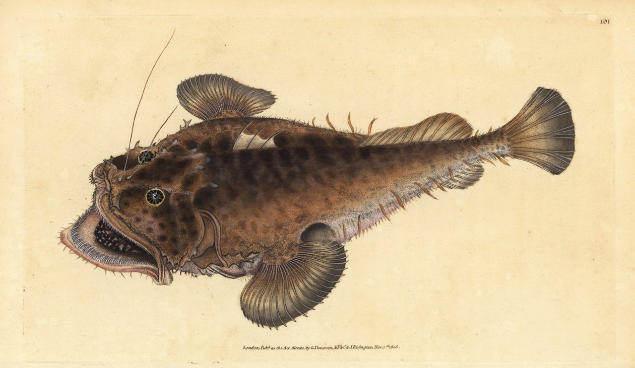 Rana pescatrice, Lophius piscatorius da Edward Donovan