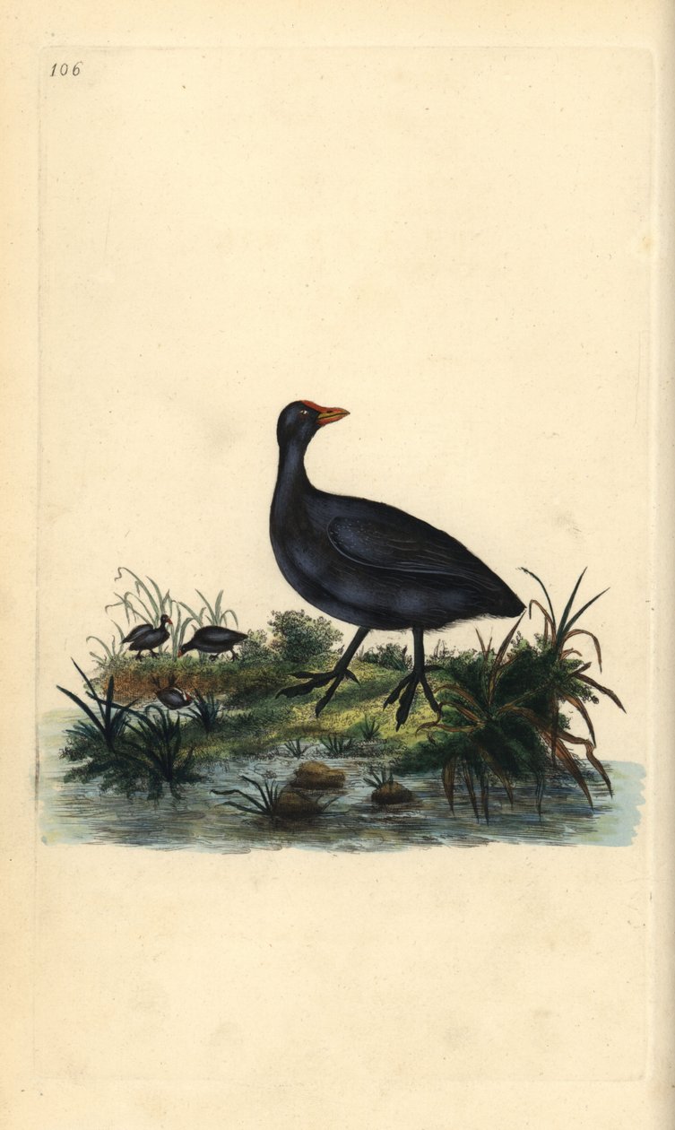 Folaga, Fulica atra da Edward Donovan