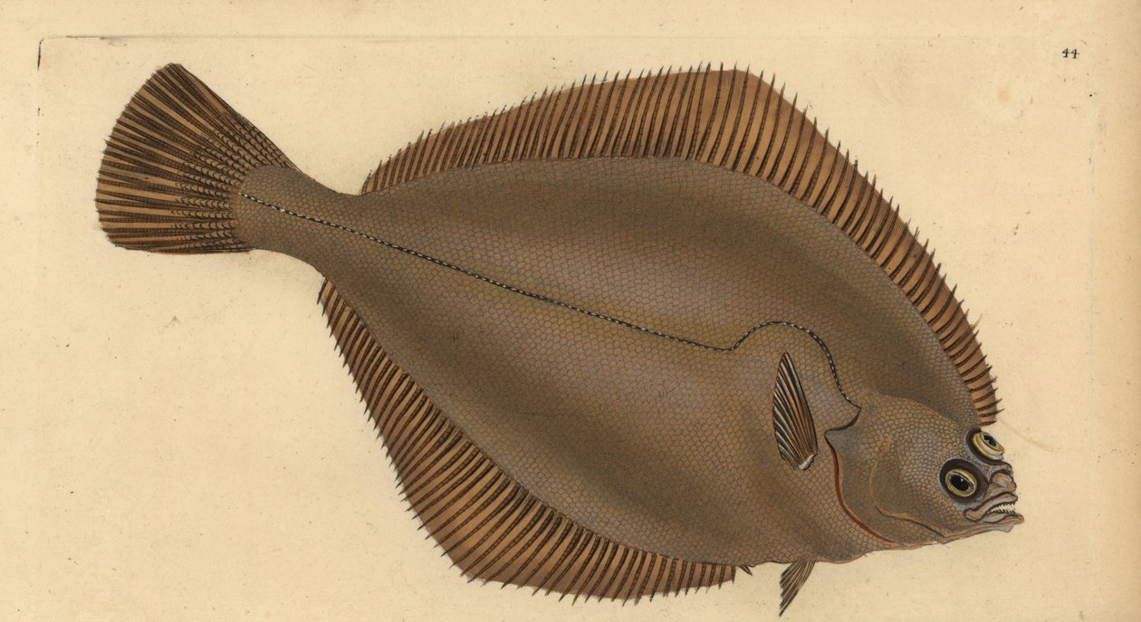 Limanda limanda (Pleuronectes limanda). Incisione a mano colorata disegnata e incisa da Edward Donovan dal suo "Natural History of British Fishes", Donovan e F.C. e J. Rivington, Londra da Edward Donovan
