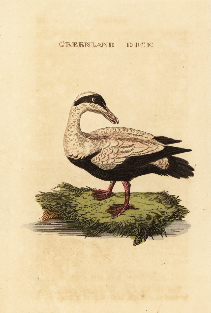 Edredone comune, Somateria mollissima da Edward Donovan